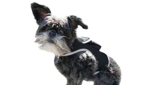 NEW Action Triggered GPS Tracking System for Dogs Collar Mount Tracker Size:L